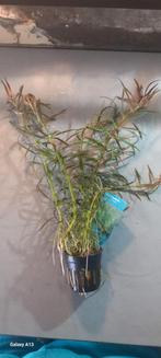 Eustralis stellata pot 5 cm, Nieuw, Plant(en), Steen of Hout, Ophalen of Verzenden