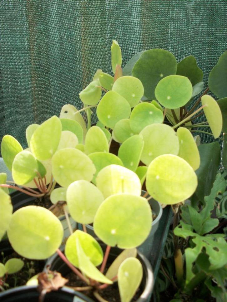 Pilea peperiomioides of pannekoekenplant kan bloeien, Huis en Inrichting, Kamerplanten, Overige soorten, Minder dan 100 cm, Bloeiende kamerplant