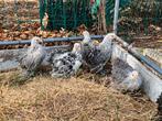 Cochin kriel, Dieren en Toebehoren, Pluimvee