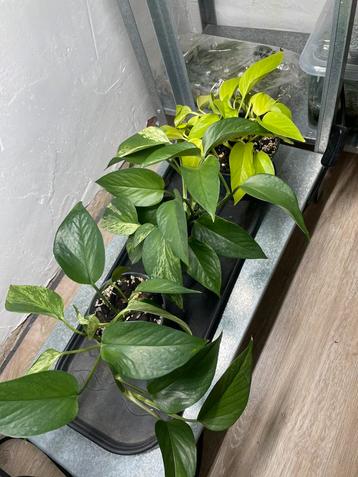 Epipremnum 2 soorten beschikbaar voor biedingen