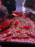 Rode algeneters 4€ stuks +_ 60 stuks, Dieren en Toebehoren, Vissen | Aquariumvissen