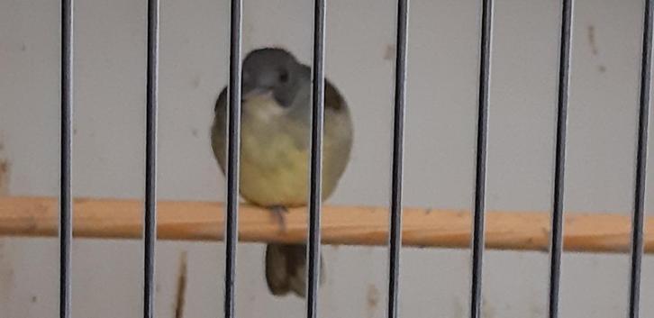 grijskop blada, Dieren en Toebehoren, Vogels | Overige Vogels, Tropenvogel, Vrouwelijk, Tam, Geringd