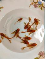 Ancistrus Super Red, sluierstaart, Dieren en Toebehoren