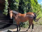 brave sociale ruin te koop, Dieren en Toebehoren, Paarden, Minder dan 160 cm, Gechipt, Ruin, 11 jaar of ouder