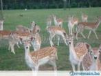 gevraagd damherten edelherten herten, Dieren en Toebehoren, Meerdere dieren