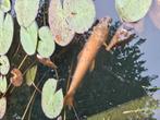 Koi., Dieren en Toebehoren, Vissen | Vijvervissen