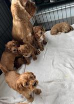 Leuke cockapoo pups ( cocker x dwerg poedel), Dieren en Toebehoren, België, CDV (hondenziekte), 8 tot 15 weken, Meerdere