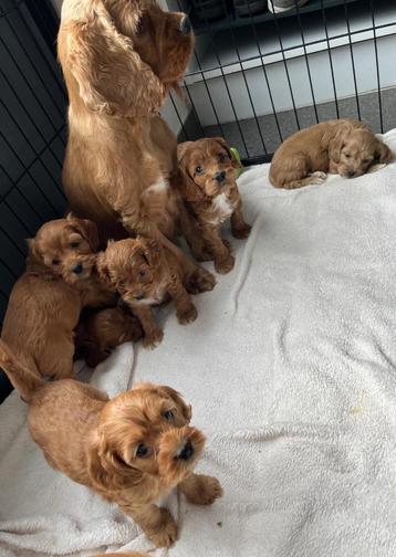 Leuke cockapoo pups ( cocker x dwerg poedel) beschikbaar voor biedingen