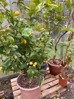 Citronnier, Vaste plant, Lente, Overige soorten, Volle zon