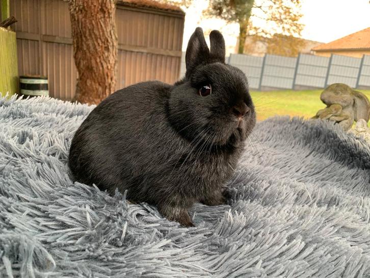Kleurdwerg zwarte ram, Animaux & Accessoires, Lapins, Nain, Mâle