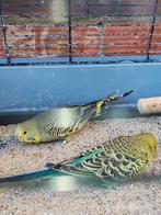 Engelse grasparkieten, Dieren en Toebehoren, Vogels | Parkieten en Papegaaien, Meerdere dieren, Parkiet