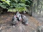 Brahma zilverzwart gezoomd, Dieren en Toebehoren, Pluimvee