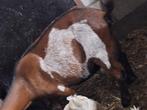 Dwerggeitjes, Dieren en Toebehoren, Vrouwelijk, Geit, 0 tot 2 jaar