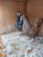 perzische duiven, Dieren en Toebehoren