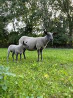 Schapen te koop, Meerdere dieren, Schaap, 0 tot 2 jaar