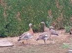 Grijskopganzen, Dieren en Toebehoren