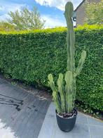 Grote cowboy cactus 1m90 hoog, Tuin en Terras, Planten | Struiken en Hagen, Ophalen of Verzenden