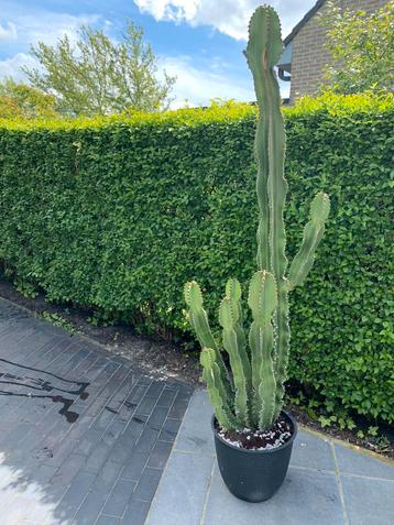 Grote cowboy cactus 1m90 hoog 