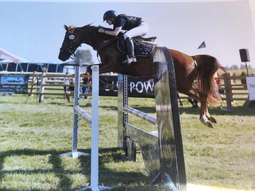 D top spring pony Rasta vdC v.Kantjes Ronaldo Gratis te leen, Dieren en Toebehoren, Paarden, Merrie, L, Minder dan 160 cm, 11 jaar of ouder