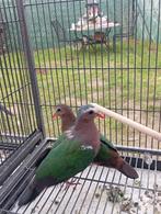 Een koppel groen vleugels duiven, Plusieurs animaux, Autres espèces