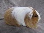 Enkele leuke beren beschikbaar, Animaux & Accessoires, Rongeurs, Mâle, Cobaye