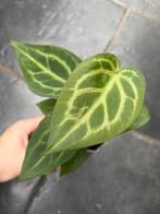 Anthurium Magnificum, Huis en Inrichting, Kamerplanten, Ophalen of Verzenden