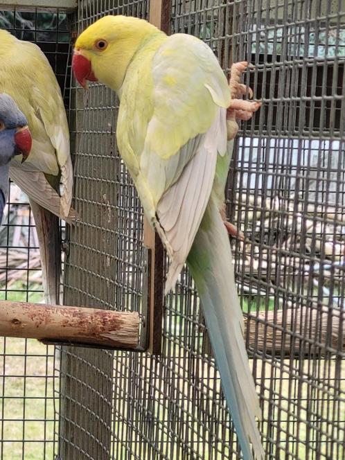 6 jonge halsband parkieten 2024, Dieren en Toebehoren, Vogels | Parkieten en Papegaaien, Parkiet, Geslacht onbekend, Tam, Geringd