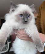 Ragdoll kittens te koop, Dieren en Toebehoren, Katten en Kittens | Raskatten | Langhaar, Meerdere dieren, Gechipt, 0 tot 2 jaar