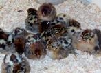 Kuikens, Dieren en Toebehoren, Pluimvee, Kip