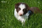 Prachtige Border Collie pups, Dieren en Toebehoren, Honden | Herdershonden en Veedrijvers, België, CDV (hondenziekte), 8 tot 15 weken