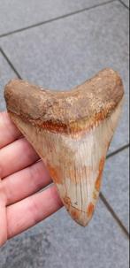 Megalodon haaientand met prachtige kleuren fossiel, Ophalen of Verzenden, Fossiel
