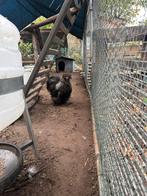 Haan, Dieren en Toebehoren, Mannelijk, Kip