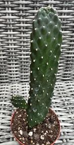 Consolea Rubescens, Huis en Inrichting, Kamerplanten, Cactus, Minder dan 100 cm, Volle zon, Verzenden