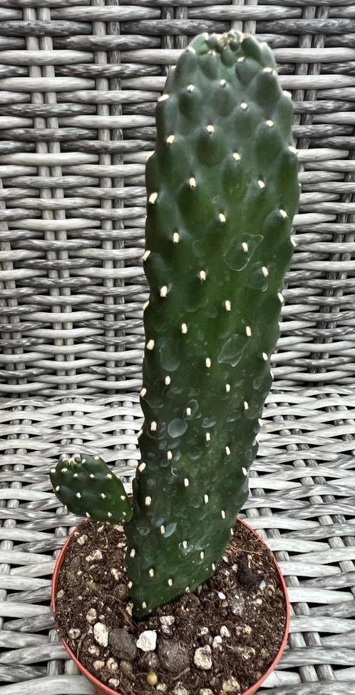 Consolea Rubescens, Maison & Meubles, Plantes d'intérieur, Cactus, Moins de 100 cm, Plein soleil, Envoi