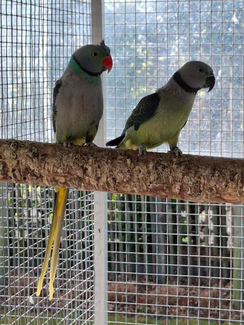 Malabarparkiet koppel, Dieren en Toebehoren, Vogels | Parkieten en Papegaaien, Papegaai, Meerdere dieren, Geringd