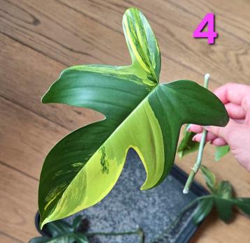 Philodendron Florida Beauty  beschikbaar voor biedingen