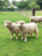 devon cornwall schapen, Animaux & Accessoires, Moutons, Chèvres & Cochons, Mouton, Plusieurs animaux, 0 à 2 ans