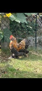 Cochin haantjes, Dieren en Toebehoren, Pluimvee, Mannelijk, Kip