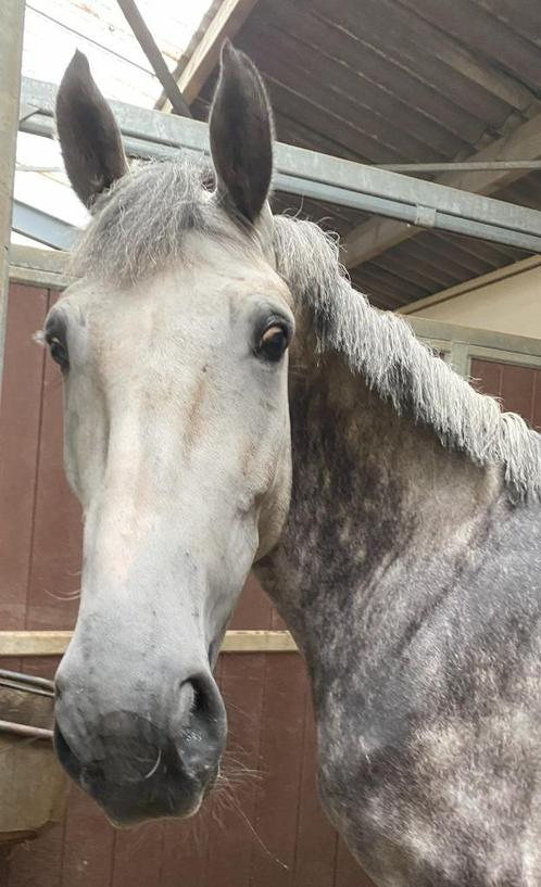 Weidemaatje of projectje, Dieren en Toebehoren, Paarden, Ruin, Niet van toepassing, 165 tot 170 cm, 7 tot 10 jaar, Met stamboom