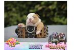 Unieke engelse Bulldog puppies – nu te reserveren, Dieren en Toebehoren, België, Fokker | Hobbymatig, CDV (hondenziekte), 8 tot 15 weken