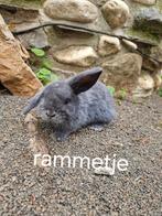 Raszuiver NDH rammetje, Dieren en Toebehoren, Konijnen