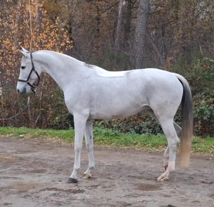 Itopia-W 12 jr KWPN merrie *M dressuur geklasseerd*, Dieren en Toebehoren, Paarden, Merrie, M, 165 tot 170 cm, 11 jaar of ouder