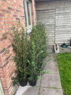 35 st. Osmanthus burkwoodii / schijnhulst 80/100, Tuin en Terras, Ophalen