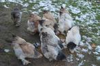 Brahma Groothoenders Hennen, Dieren en Toebehoren, Pluimvee, Vrouwelijk, Kip