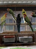 Rosella's, Dieren en Toebehoren, Meerdere dieren, Parkiet, Geringd