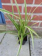 stekjes carex/zegge siergras € 3, Tuin en Terras, Planten | Tuinplanten, Ophalen