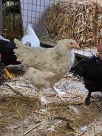 Marans kippen met de donkerbruine eieren, Kip, Meerdere dieren