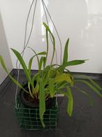 orchidee dracula fuligigera (heb nog dracula's), Overige soorten, In pot, Groene kamerplant, Halfschaduw