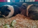 2 cavia beertjes + kot en drinkfles, Dieren en Toebehoren, Cavia