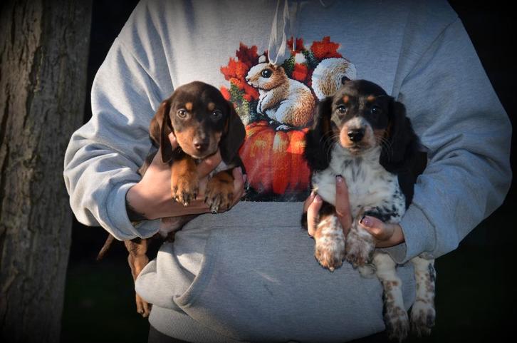 Teckel pups kort en langhaar, Dieren en Toebehoren, Honden | Teckels en Dashonden, Meerdere dieren, Langhaar, Dwerg, Fokker | Professioneel
